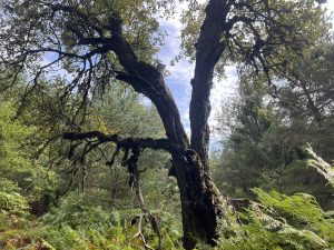 ByteDance уволнява 61 служители в ход за борба с корупцията · TechNode